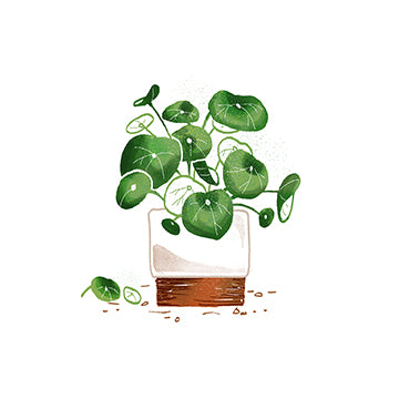 Pilea Print